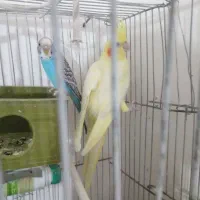 عروس هلندی سالم موقعیت سرایان سه ۴ ۱۸۰۰|پرنده|فردوس (خراسان), |دیوار