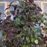 گل حسن یوسف که بصورت درختچه شده