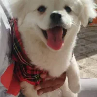 فروش توله ۷ ماهه پامرین پیکینز بسیار زیبا|سگ|تهران, ایوانک|دیوار