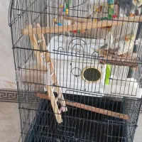 عروس هلندی با سبد لانه|پرنده|شراء, |دیوار