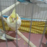 سینامون|پرنده|بهبهان, |دیوار