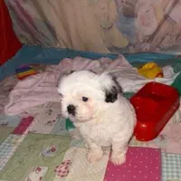 سگ شیتزو فلت