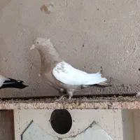 سینه ماده.معاوضه