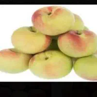 هلوارازان شد قیمت نهال فقط ۲۰۰۰۰ نهالستان هلو درخت