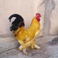 دوعدد خروس بالغ جوان 3ملیون