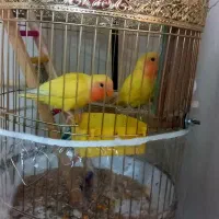 کتوله وقفس|پرنده|مشهد, ادیب نیشابوری (شهرک غرب)|دیوار
