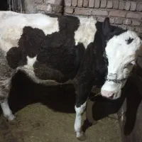 گاو سیمینتال تلیسه نوبر6ماه آبستن