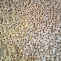 کشک گوسفندی وگاوی