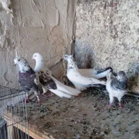 چهار عدد ۸۰۰ همش