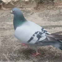 کفتر سبز زات قوی