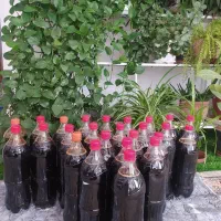 شیره انگور کاشمر