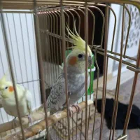 فروش عروس هلندی نر
