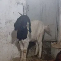 سه عدد بزیکی نر دوتا ماده