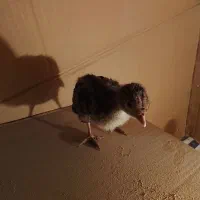 یه دونه جوجه بوقلمون برنز|حیوانات مزرعه|همدان, |دیوار