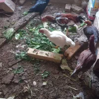 خروس ومرغ لاری