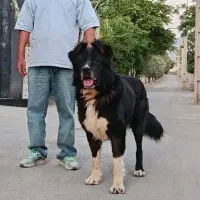 سگ سرابی