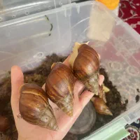 حلزون آچاتینا مولد