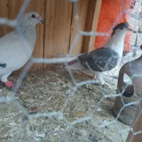 کفتر نقره ای و پلاس کاکلی