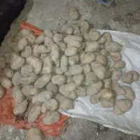 سیب زمینی  کله بار اگریا زرد بدون قند