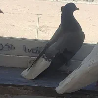 دوتا کفتر ماده  اصفهانی و رنگی|پرنده|شاهین‌شهر, شهرک پردیس|دیوار