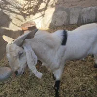 فروش پنج عدد بز و یک عدد چپش دورگ کاموری|حیوانات مزرعه|بافق, |دیوار