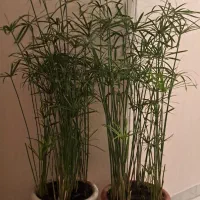 نخل مرداب|گل و گیاه طبیعی|تهران, قیطریه|دیوار