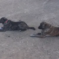 سگ دورگ|سگ|فرمهین, |دیوار