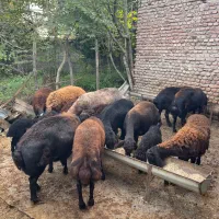 فروش گوسفند افشاری