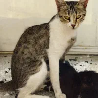 گمشده حوالی جاده همایون کوچه بیگلی/پاداش ویژه