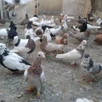 کفتر رنگی ۷۰ تا یکجا|پرنده|کرج, عظیمیه|دیوار