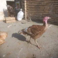 بوقلمون نرو ماده مرغ خروس برهما