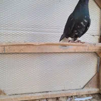 کبوتر سورو دم سفید