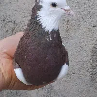 طوقی کبوتر. کفتر