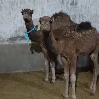 دوتاشترنرفروشی.|حیوانات مزرعه|تربتحیدریه, پائین ولایت|دیوار