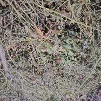 یونجه خالص|لوازم جانبی حیوانات|نوشین شهر, |دیوار