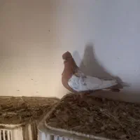 کفترسینه|پرنده|گرمخان, |دیوار