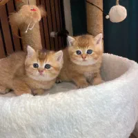 گربه بریتیش