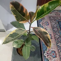 گل فیلکو