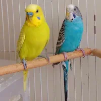 جفت مرغ عشق مولد|پرنده|قزوین, |دیوار