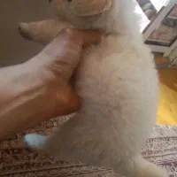 پامرروباهی فوق ریز