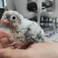 گرینچیک آناناسی سرلاک خور