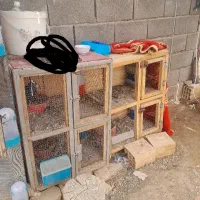 جفت کنن کفتر کبوتر