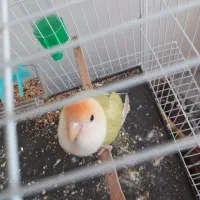 کوتوله برزیلی|پرنده|نیشابور, بزرگمهر|دیوار