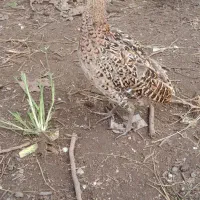 جوجه ۵ ماه ز ینتی