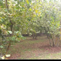 باغ فندوق بارده به همراه خونه در اشکور