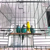 پنج عدد مرغ عشق انگلیسی گرید A