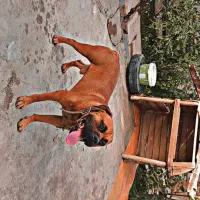 باکسر المانی پیتبول،ژرمن،پامر،پاکوتاه،مالینویز