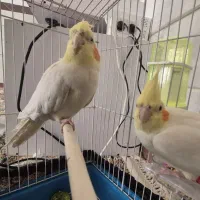 عروس هلندی|پرنده|روانسر, |دیوار