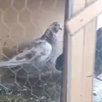 سه جفت کفتر با جوجه|پرنده|شهریار, شهرک عباس پور|دیوار