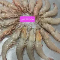 میگو درشت دریایی|خوردنی و آشامیدنی|قم, دورشهر|دیوار